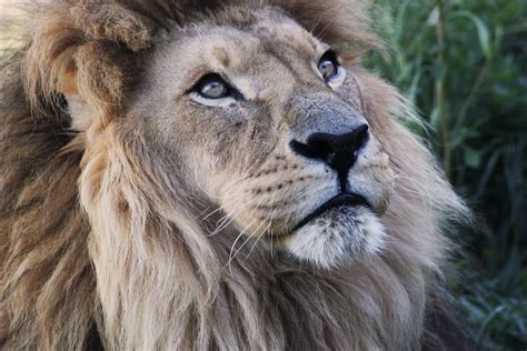 Le male foi lançado em 1995. File:Tsavo, le mâle lion d'Afrique.jpg - Wikimedia Commons