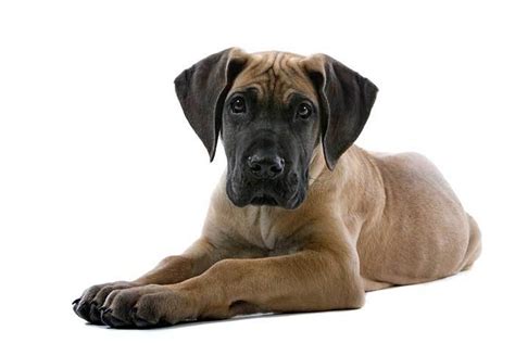 ~purchase agreement~ please read the full terms of the new puppy. Miniature Great Dane: Everything You Need To Know