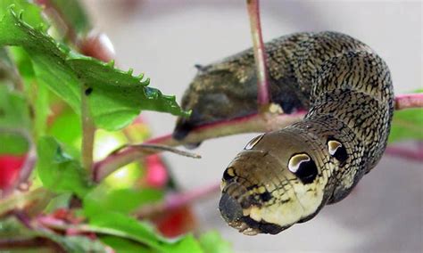 The Amazing Caterpillar That Looks Like A Snake Twistedsifter