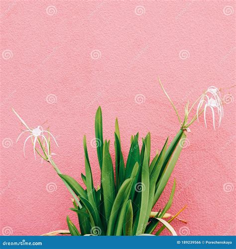 Plants On Pink Concept Flower On Pink Wall Background Minimal Plant