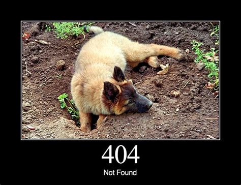 What you need to know about 404 errors. Dogs Explain What Different HTTP Status Codes Mean
