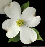 Photos of White Flowers In Florida