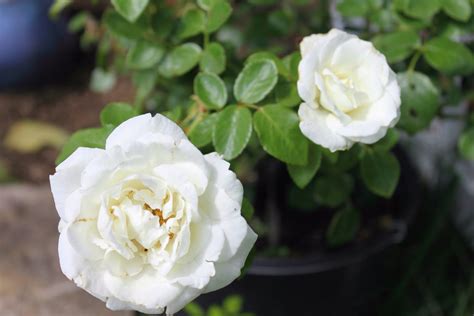 One Plant At A Time A New Climbing Rose For Me And My Trellis And Of