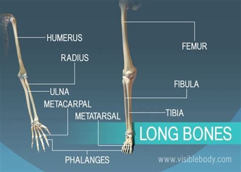 Bio 201 Skeletal System Bone 2 Flashcards Quizlet