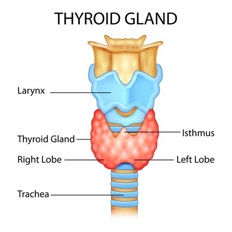Illustration Of Medical Education Drawing Chart Of Human Thyroid Gland