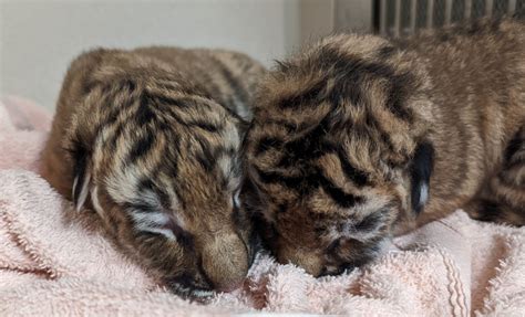 Zoo Introduces Terrific Trio Of Amur Tiger Cubs Zooborns
