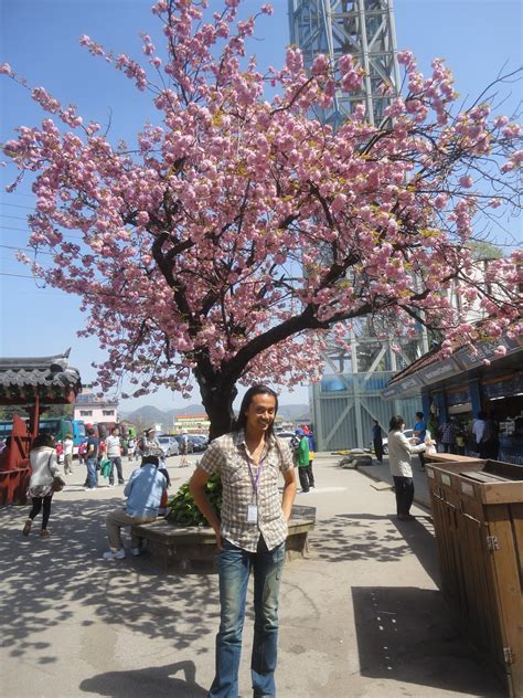 Bunga sakura di korea selatan. apple muslim holiday: MUSIM BUNGA SAKURA DI KOREA