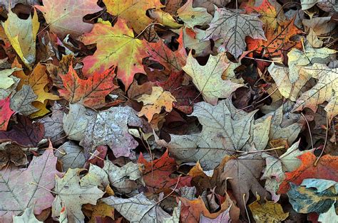 Fallen Autumn Leaves Background Free Stock Photo Public Domain Pictures