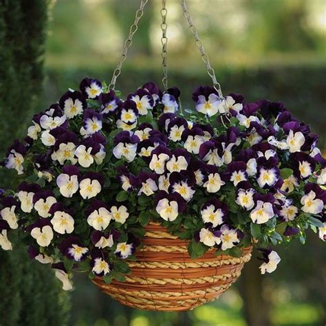 Pansy Cool Wave Violet Wing Planted Hanging Basket Flower Seeds