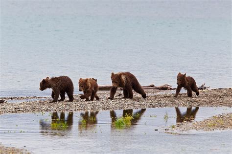 Four Spring Brown Bear Cubs Walk Along Bild Kaufen Lookphotos