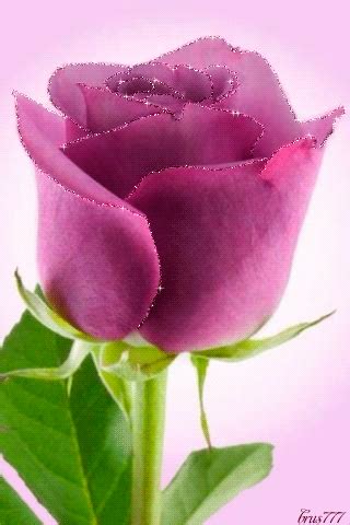 Decent Image Scraps: Rose Animation