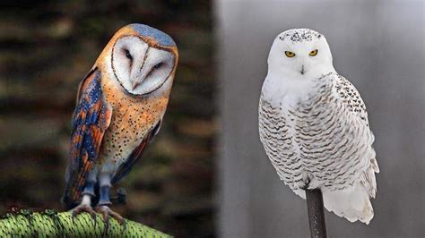 10 Most Beautiful Owls On Planet Earth Youtube