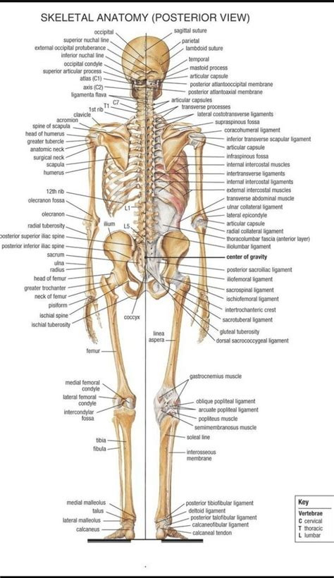 You may wonder how many muscles you actually have in your body, but you might not know that there are three different types of muscle. How many bones are in the adult human body? - Quora