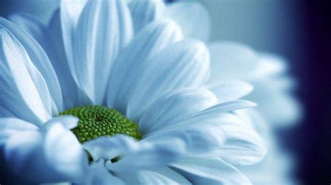 Flowers Macro White Flowers Wallpapers Hd Desktop And Mobile