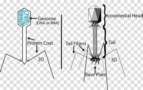 Lambdalikeviruses are nonenveloped, with a head and tail. Virus Bacteriophage Prokaryote Lambda phage Bacteria ...