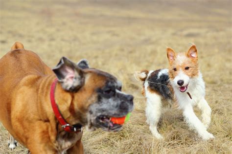 Dont Make These Mistakes At The Dog Park
