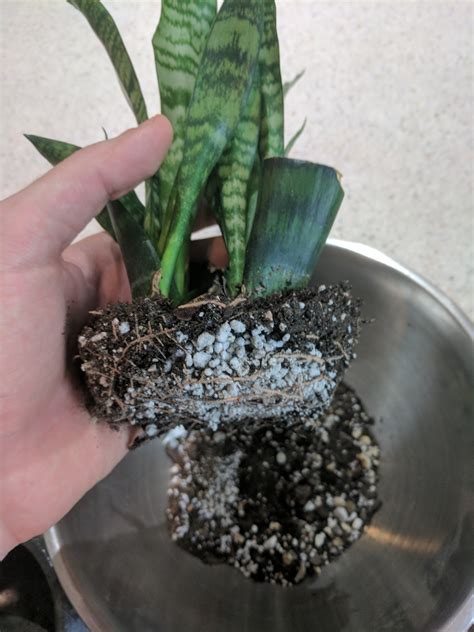 Plants in low light might need to be. Snake Plant - Cuttings Repot - …Because I Find Weeding to ...