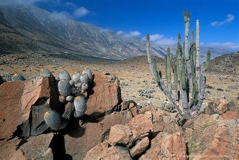 Atacama Desert Cactus Photos Different Species Of Chilean Cacti