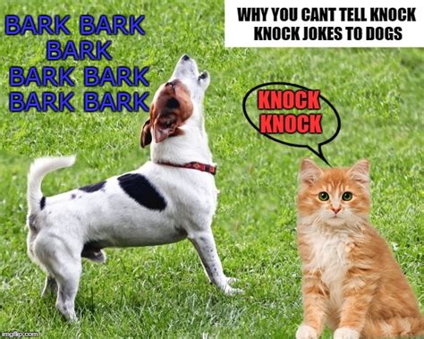Pictures Knock Knock Jokes Dogs