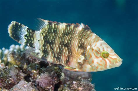 Cheilinus Trilobatus Tripletail Maori Wrasse Reef Life Survey