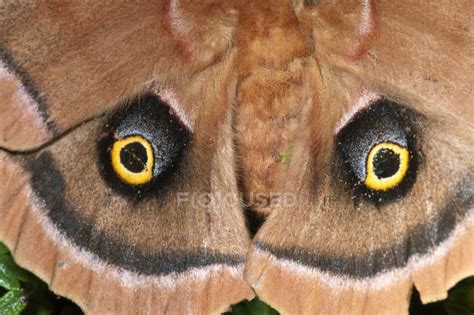 Polyphemus Moth Wings Pattern Full Frame — Wild Natural Stock Photo