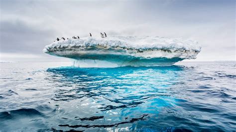As Antarctic Treaty Turns 60 Studies Show Need To Expand Southern Ocean