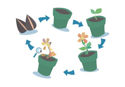 Plant Growth Cycle Vector Set Download Free Vector Art Stock