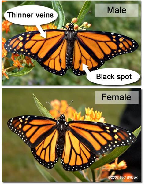 Male Versus Female Monarch Butterfly All Information About Healthy