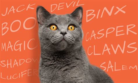 109 Halloween Cat Names Spooky Names For Cats Bechewy