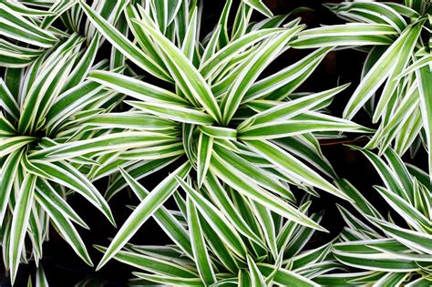 They are perfect for newbies and. 12 of the Best Plants for Cleaner Indoor Air