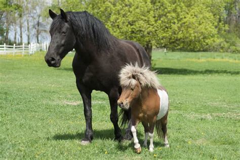 اسب پونی بزرگ عروسکی قد کوتاه بدن قوی 2 نژاد شتلند اکسمور آراد برندینگ