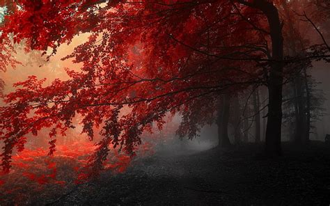 Hd Wallpaper Red Leaf Tree Green Leaf Tree Surrounded By Fogs Trees