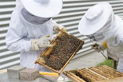 How To Start Honey Bee Farmingbeekeeping From Scratch A Complete