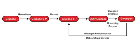 Carbohydrate Metabolism For The Mcat Everything You Need To Know