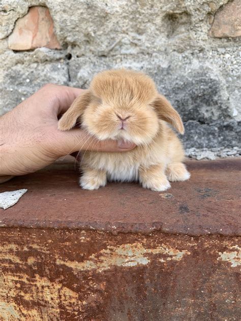 Cuccioli Disponibili La Stalla Dei Conigli Allevamento E Vendita