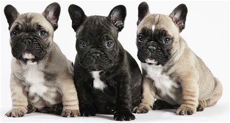 The best dog food for french bulldog puppy health will be easy for them to chew and swallow, as well as being tasty and nutritionally complete. Best Dog Food For a French Bulldog - Puppies & Adults