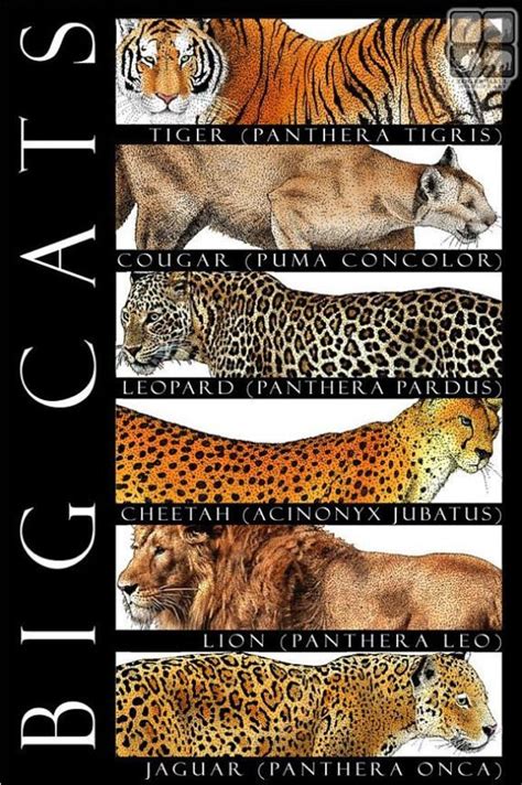 Big Cats Of The World Bigcats Big Cats Species Big Cats Cat