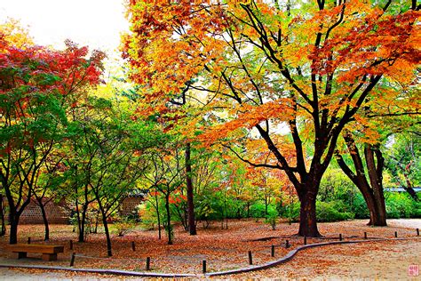 Free Images Fall Tree Nature Autumn Deciduous Woody Plant