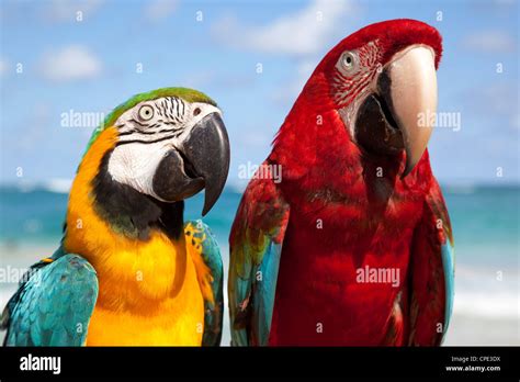 Colourful Parrots Punta Cana Dominican Republic West Indies