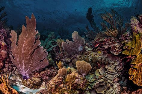 This Seabed Coral Farm Is Trying To Save Our Reefs From Extinction