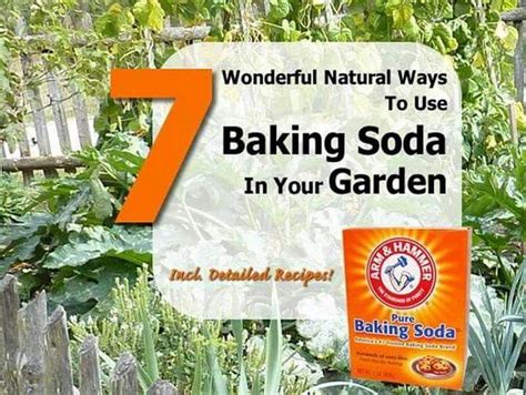 7 Ways To Use Baking Soda In Your Garden Garden Baking Soda Baking