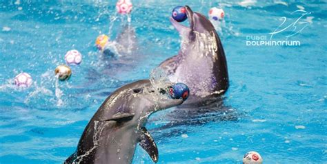 Dolphin And Seal Show Or Bird Show