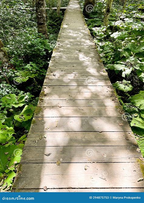 Forest Wooden Path Walkway Through Wetlands Top View Stock Image