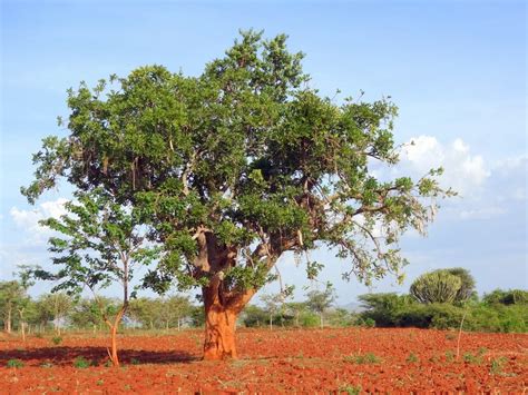 Sethiopia Tree Profile Kigelia Africana