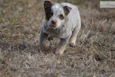 As your puppy grows past the first year, you will find a much calmer dog. Australian Cattle Dog/Blue Heeler puppy for sale near Grand Rapids, Michigan | 1a9d296f-bdc1