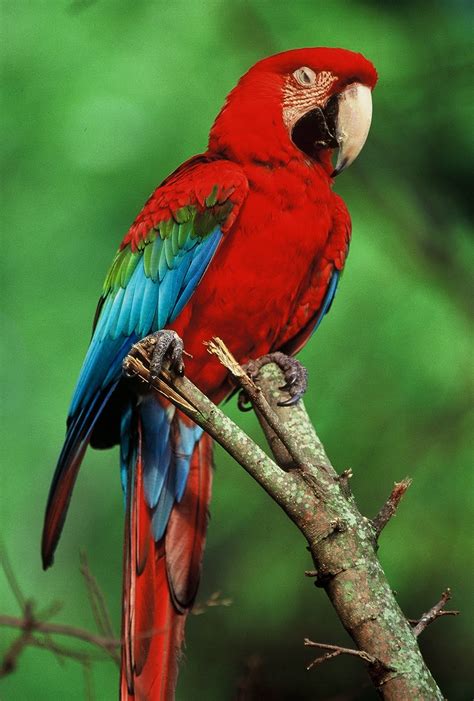 Tropical Rainforest Birds And Animals Just For Sharing