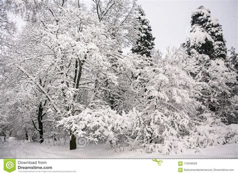 Pensive Dreary Winter Morning In Snowy Countryside Stock Image Image
