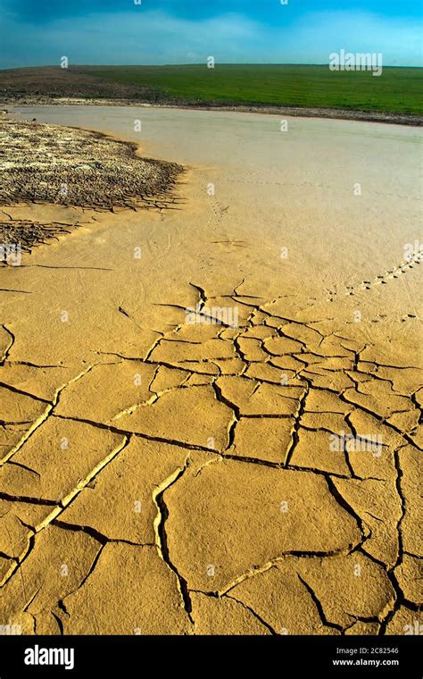 Dry Land And Birds Footprint Cracked Ground Texture Background Dry