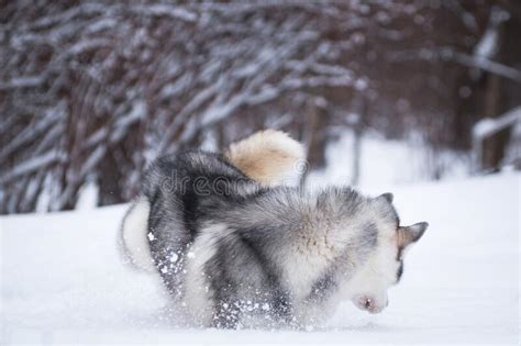 Husky Dog Plays And Jumps In The Winter On The Snow Stock Photo Image