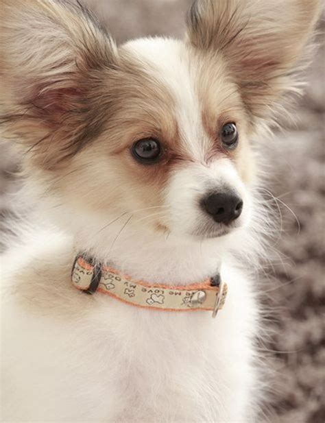 In wang jaier's (jackson wang's) papillon. Papillon Dog Breed "Cutest & Smartest Gift for Everyone" | Pouted.com